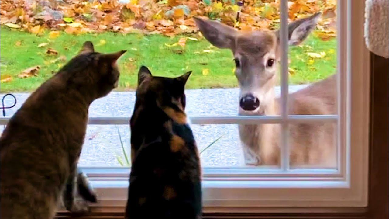 Embedded thumbnail for Top Videos Compilation Part 118 | Best of Stern DuTube with Dog Fail Moments