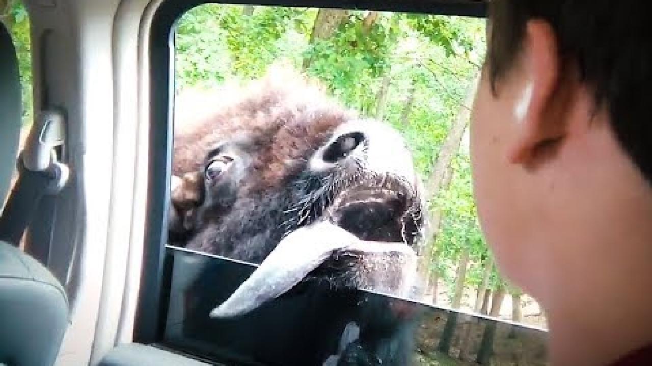 Embedded thumbnail for Encountering a Buffalo | Cool Videos #358 | Funny Compilation on Stern DuTube