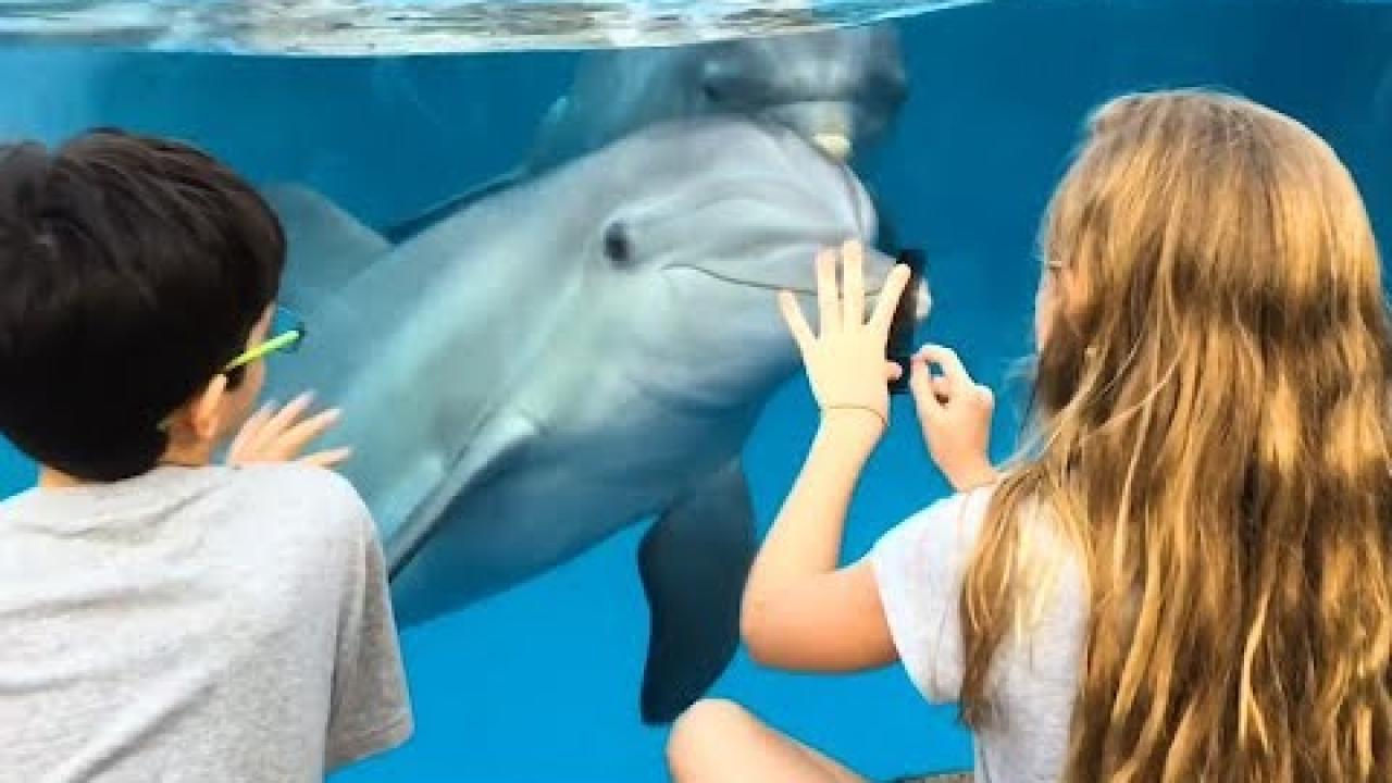 Embedded thumbnail for Cool Videos #338 || Discover the Best Moments on Stern DuTube with Viral Videos