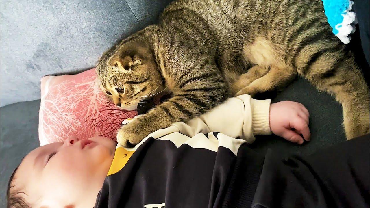 Embedded thumbnail for Die besten Videos 2024 Teil 15 || Stern DuTube entzückende Haustier-Reaktionen erleben 🐾