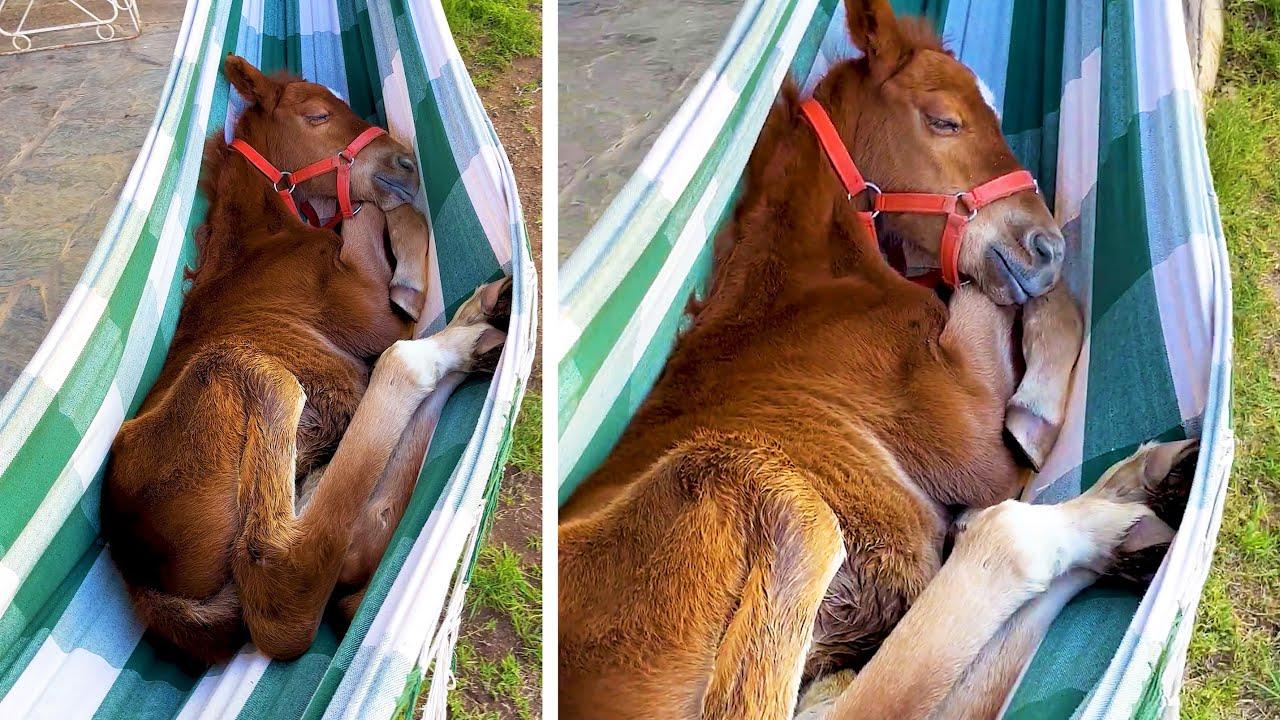 Embedded thumbnail for Die besten Videos 2023 Teil 118 ✪ Stern DuTube Hundefail-Momente erleben und lachen