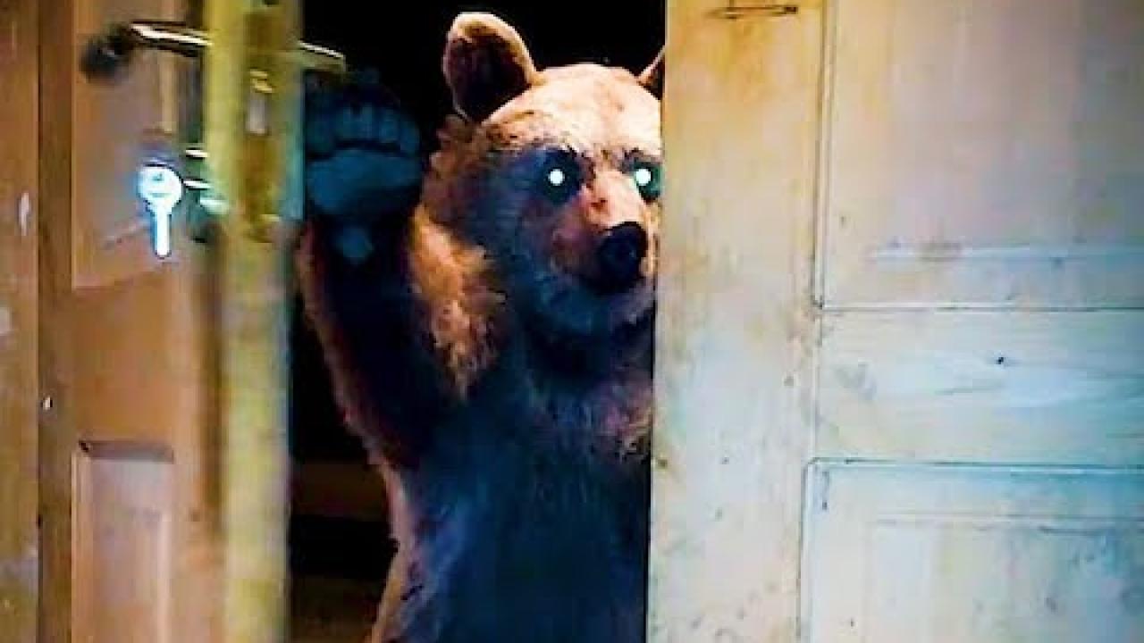 Embedded thumbnail for Coole Videos #370: An Unexpected Guest on Stern DuTube with Funny Cat Fails Compilation