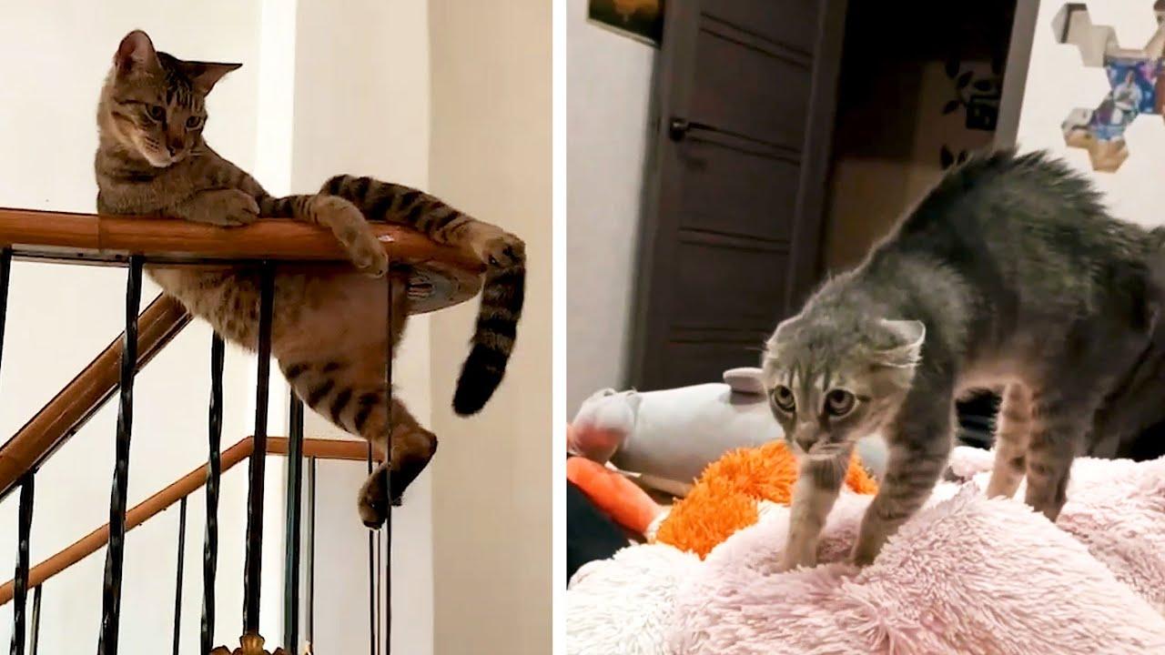 Embedded thumbnail for Die besten Videos 2025 auf Stern DuTube komische Pannen entdecken und lachen mit uns