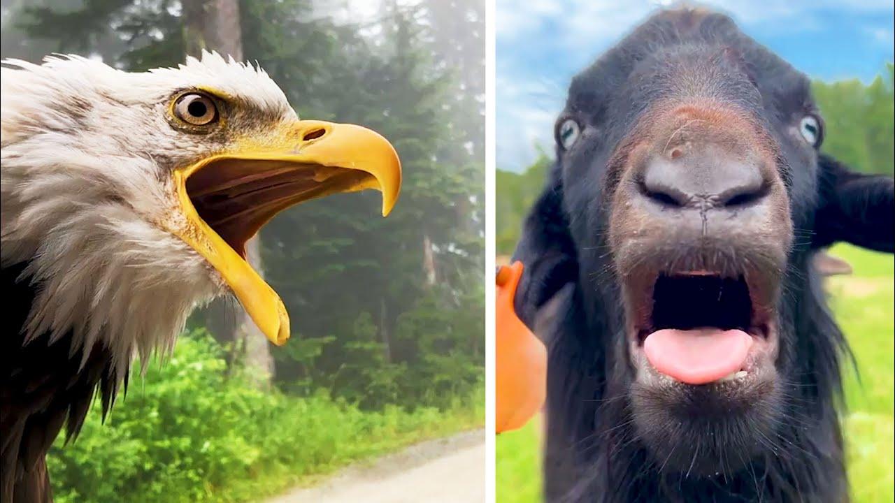 Embedded thumbnail for Die besten Videos aller Zeiten Die ultimative Sammlung süßer Haustier-Momente