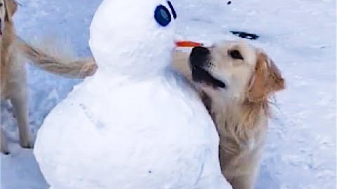 Embedded thumbnail for Merry Christmas Greetings | Frohe Weihnachten | Funny Animal Videos Compilation