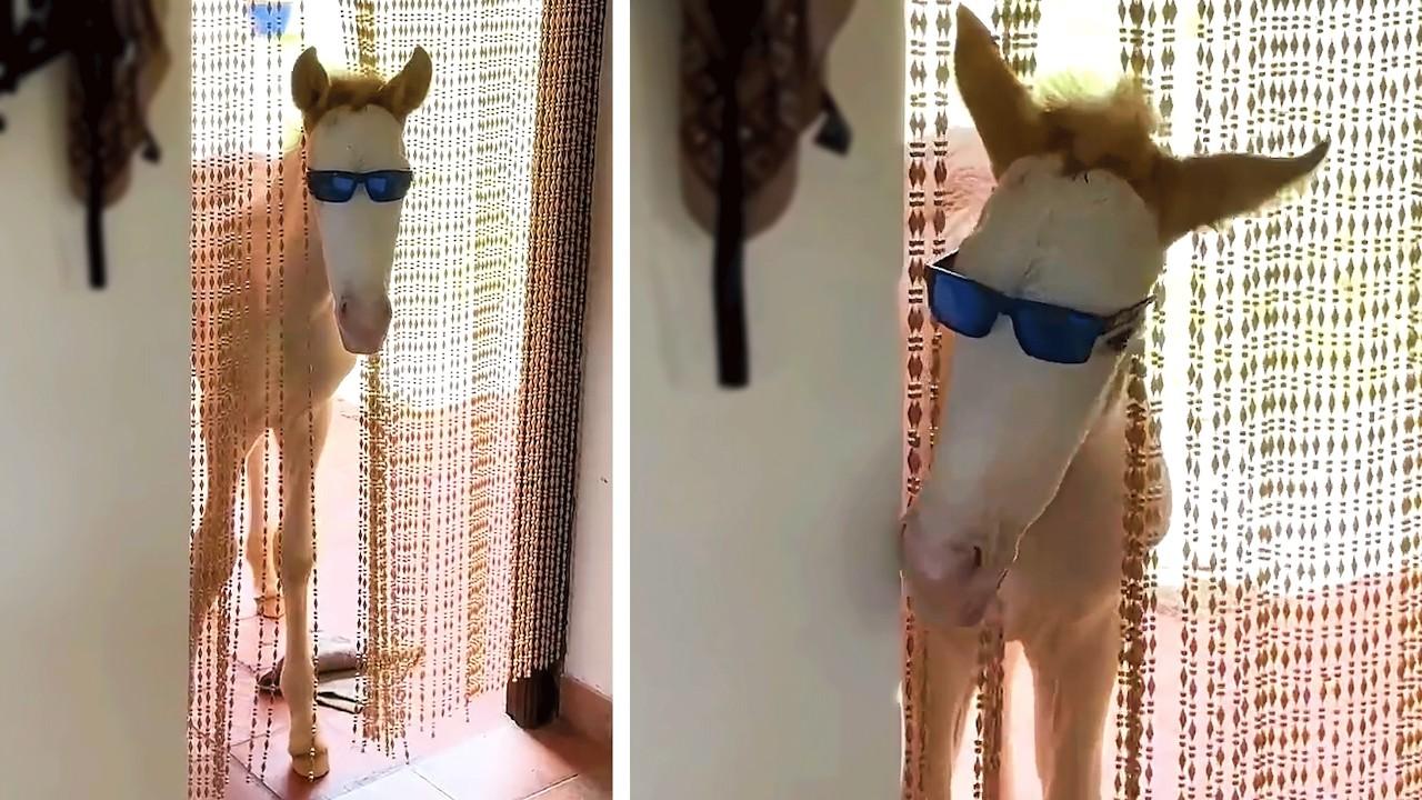 Embedded thumbnail for Top 31 Best Videos of 2026 on Stern DuTube Featuring Funny Pet Stunts