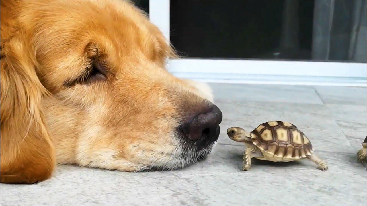 Embedded thumbnail for The Best Videos of All Time Part 48 Featuring 2025 Viral Pet Videos You Can't Miss