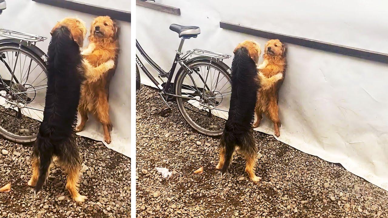 Embedded thumbnail for Best Videos of 2023 Part 77 | Cute Animal Highlights You Can't Miss on Stern DuTube