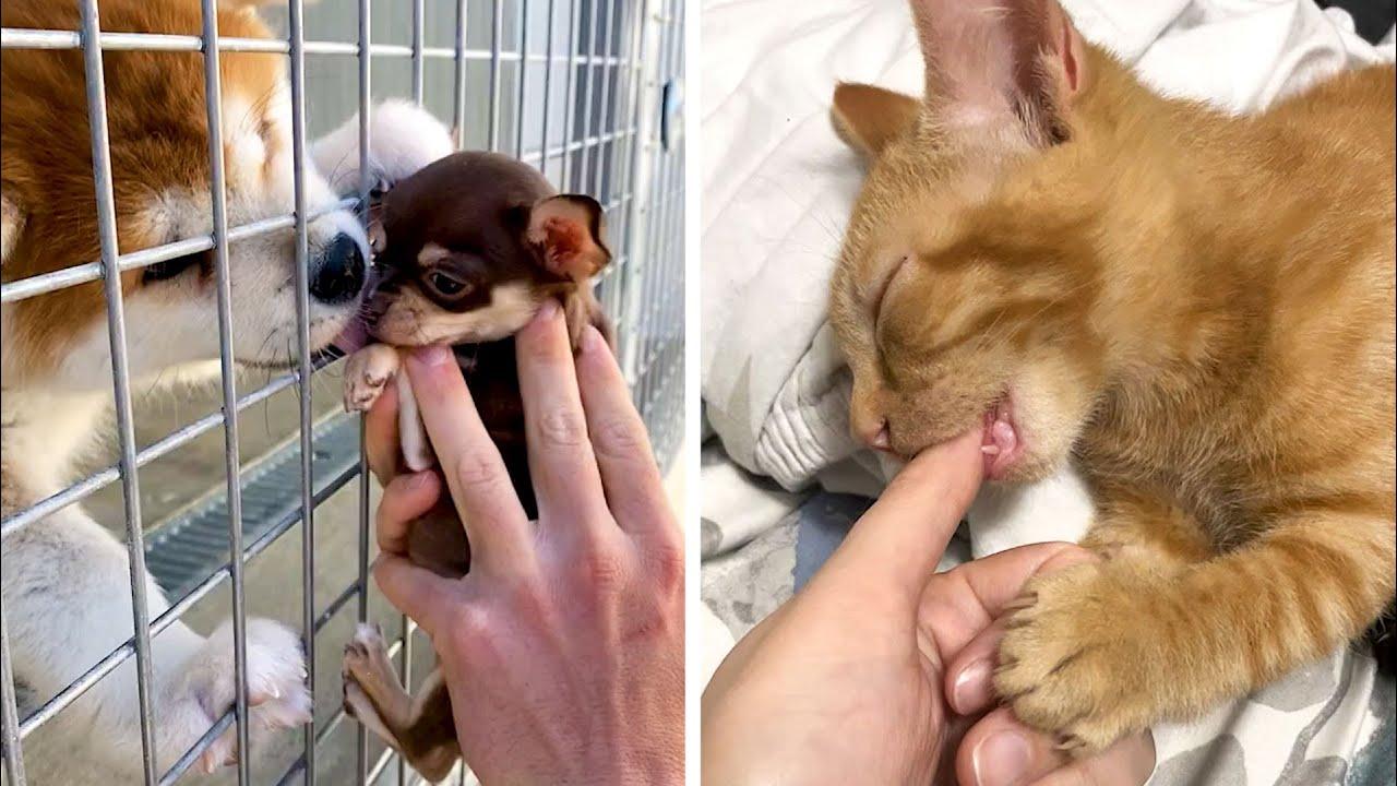 Embedded thumbnail for Top Videos of 2022 Part 12 | Best Moments and Hilarious Dog Fails You Won't Want to Miss