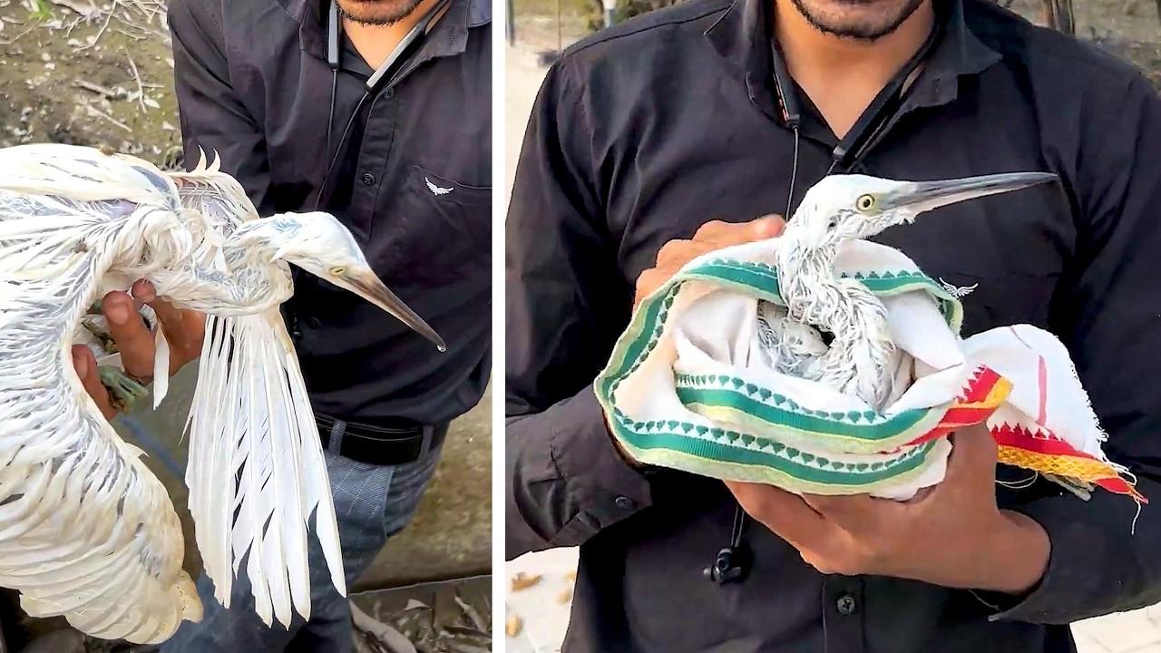 Embedded thumbnail for Heartwarming Animal Rescue Compilation | Wildlife and Pets Saved with Funny Animal Videos at the End