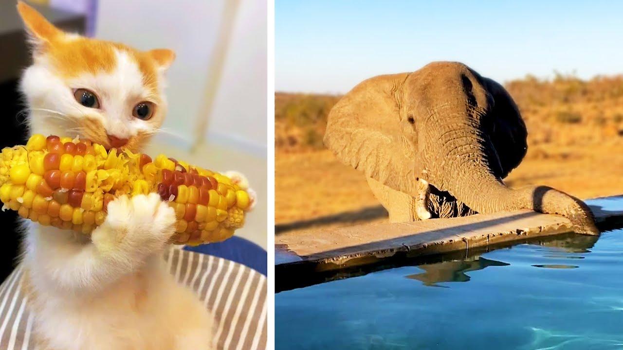 Embedded thumbnail for Die besten Videos 2023 (Teil 122) || ✪ Stern DuTube lustige Zusammenstellung