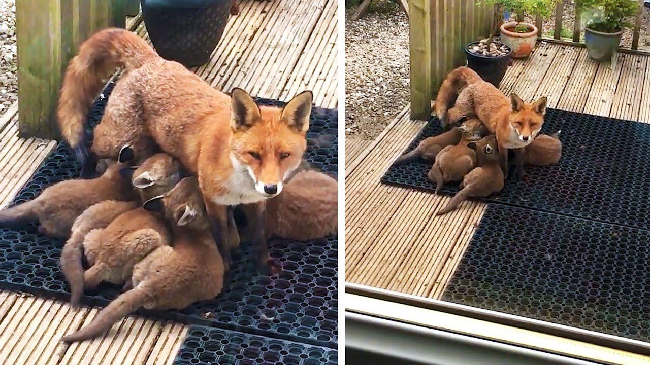 Embedded thumbnail for Les meilleurs vidéos de tous les temps Partie 30 : vidéos drôles d'animaux à ne pas manquer