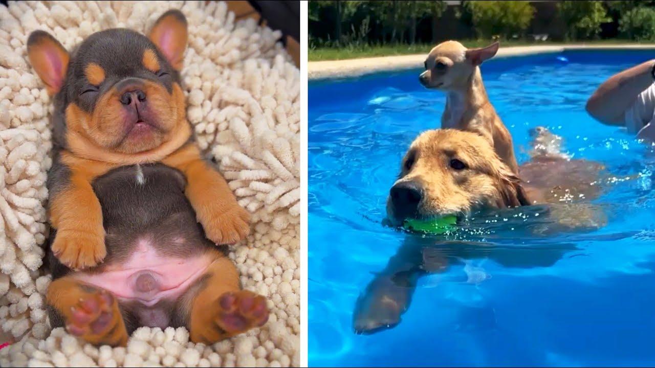 Embedded thumbnail for Die besten Videos 2023 Teil 129 || Stern DuTube - lustige Katzenpannen Compilation