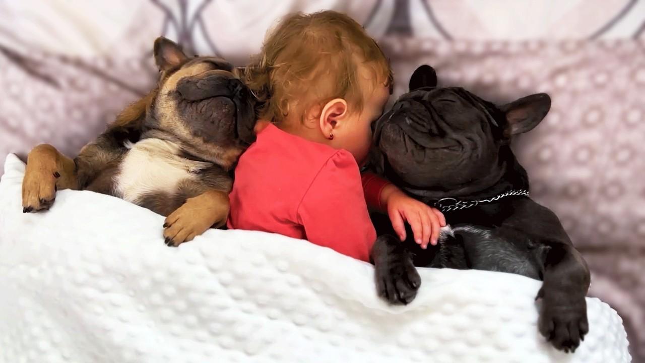 Embedded thumbnail for Top 28 Best Videos of 2026 Featuring Funny Animal Videos You Must Watch Now