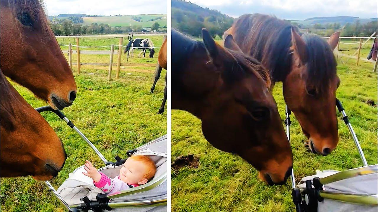 Embedded thumbnail for The Best Videos of All Time Part 28 Featuring Hilarious Dog Fail Moments