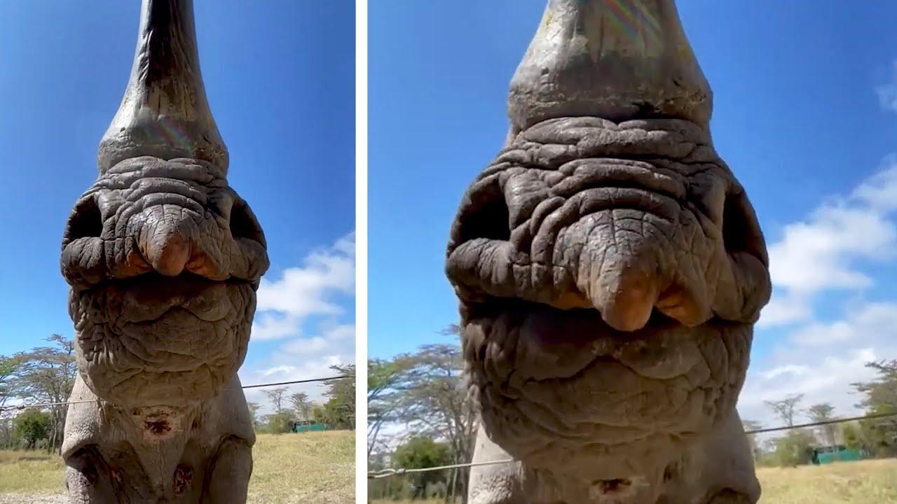 Embedded thumbnail for Die besten Videos 2025 || ✪ Stern DuTube 2025 virale Haustier-Videos für Tierliebhaber und Spaß