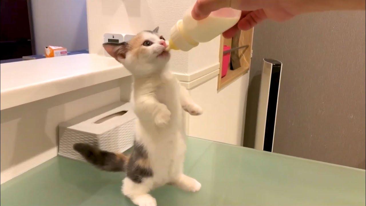 Embedded thumbnail for The Best Videos of 2022 Part 67 || Top 2025 Viral Pet Videos You Can't Miss