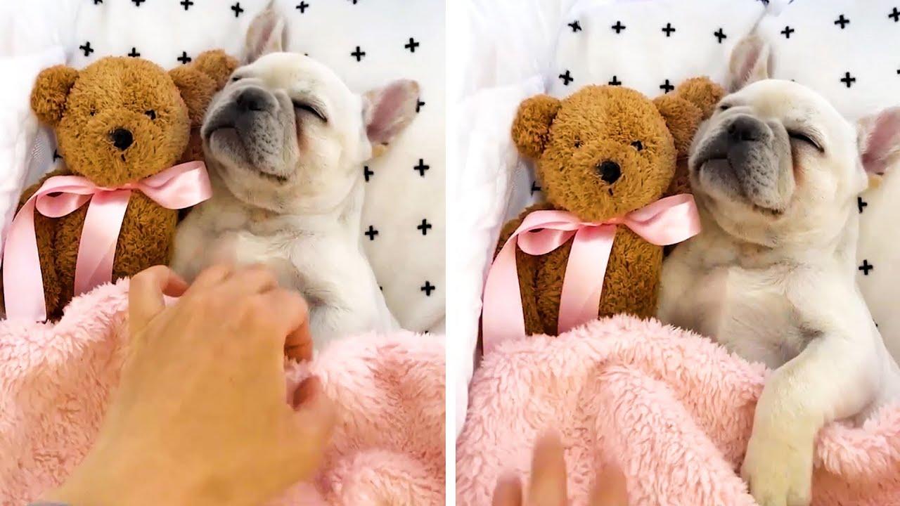 Embedded thumbnail for Best Videos Compilation Part 91 | Top Moments from Stern DuTube | Pet Humor 2025