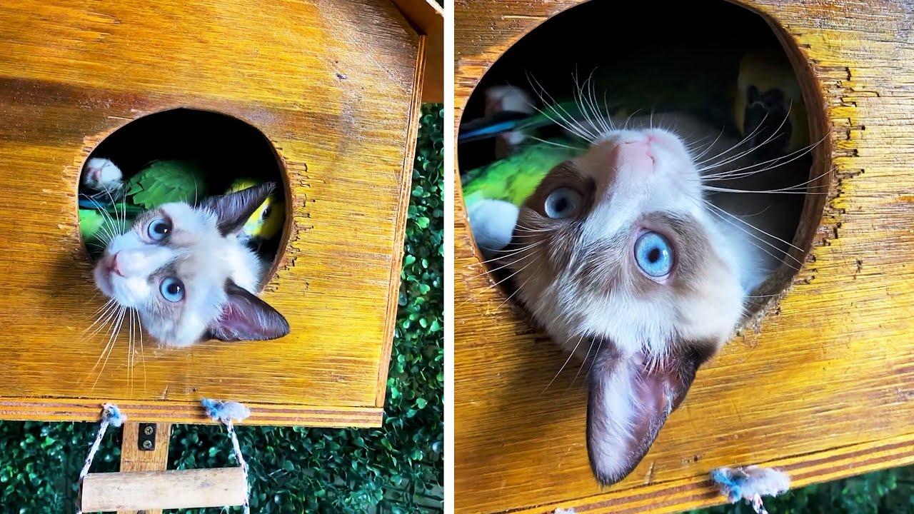 Embedded thumbnail for Best Videos of 2023 Part 64 || ✪ Stern DuTube | Must-See Dog Videos Included