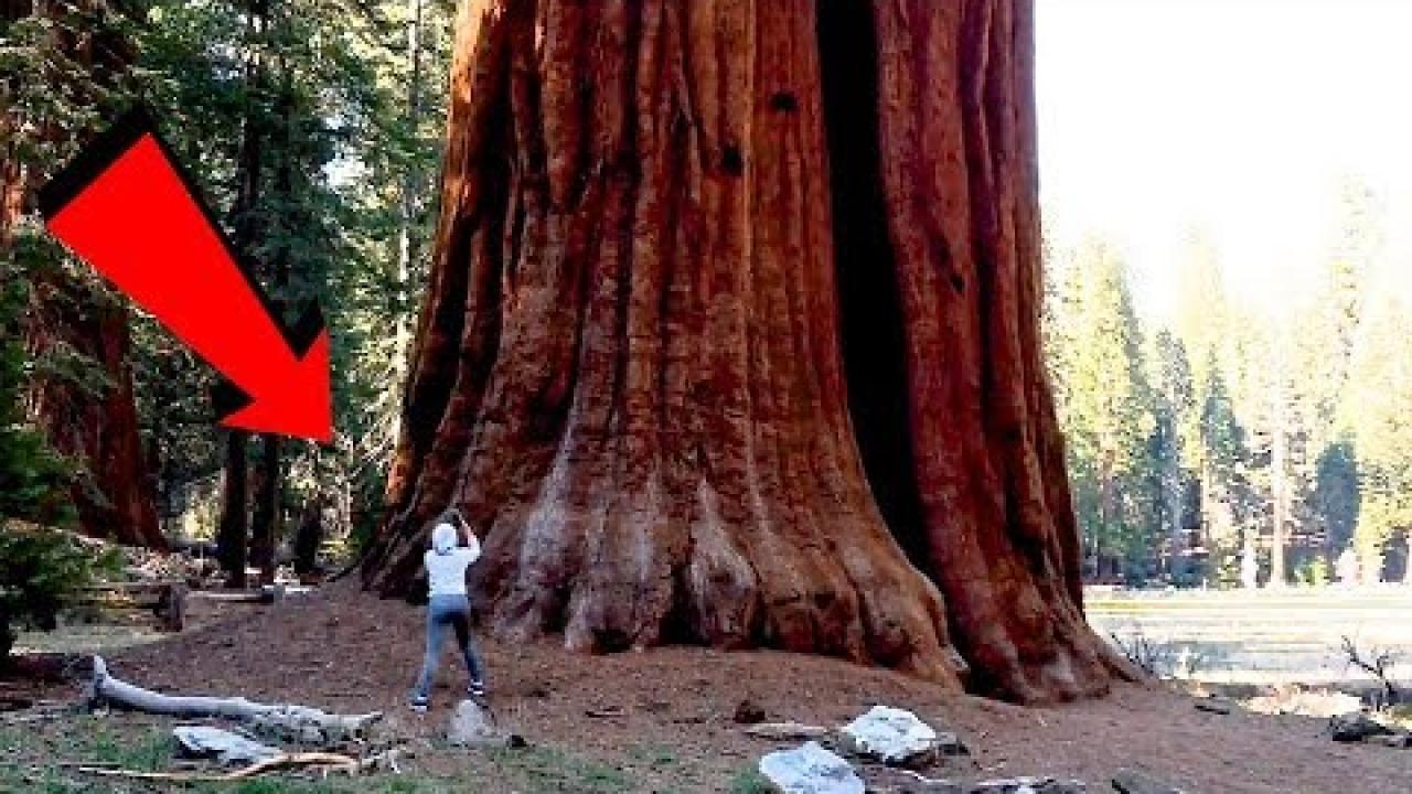 Embedded thumbnail for Top Videos Part 28 || Best of Stern DuTube with Fun Dog Videos at the End