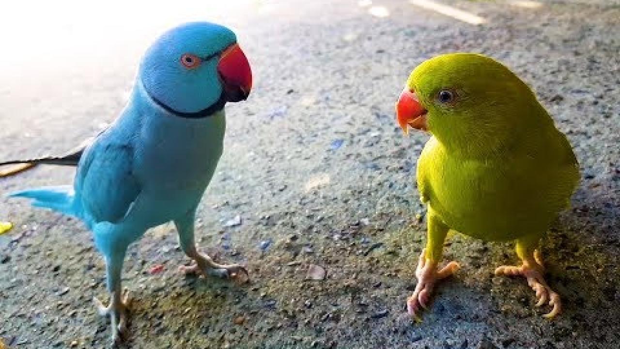 Embedded thumbnail for Top Videos Die Besten Videos Part 17 | ✪ Stern DuTube Best Clips Compilation