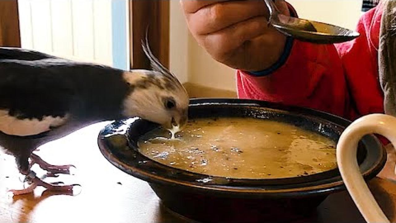 Embedded thumbnail for Top Videos Part 66 || Best of Stern DuTube with Hilarious Animal Bloopers at the End