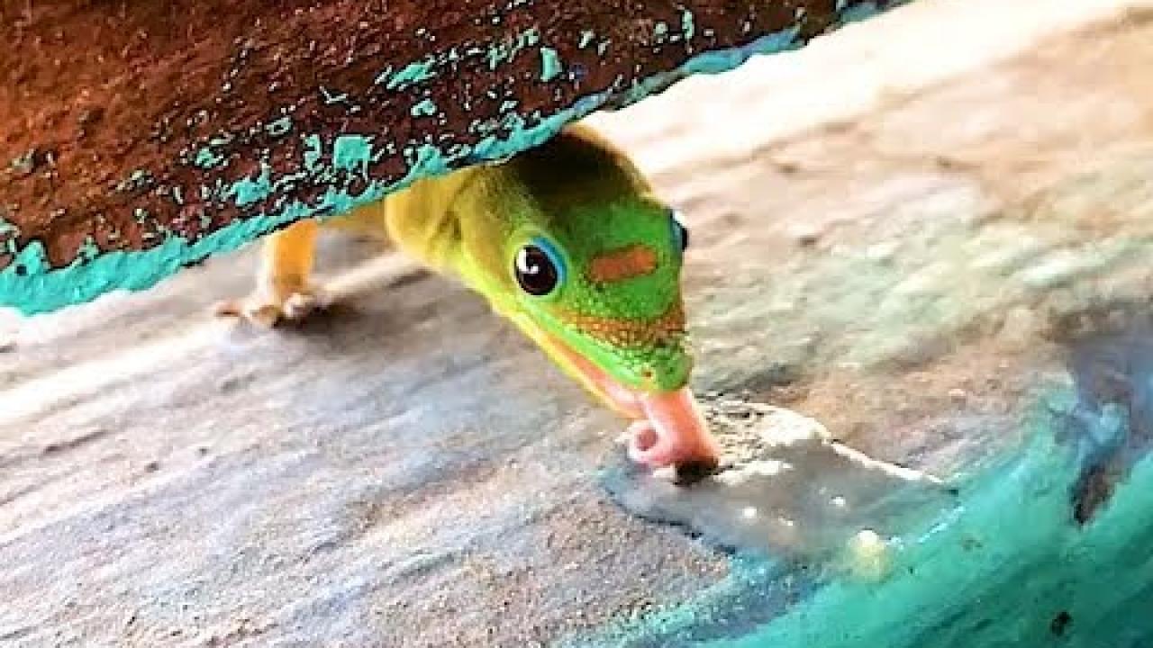 Embedded thumbnail for The Best Videos Part 5 | ✪ Stern DuTube - Enjoy the Best Clips Compilation