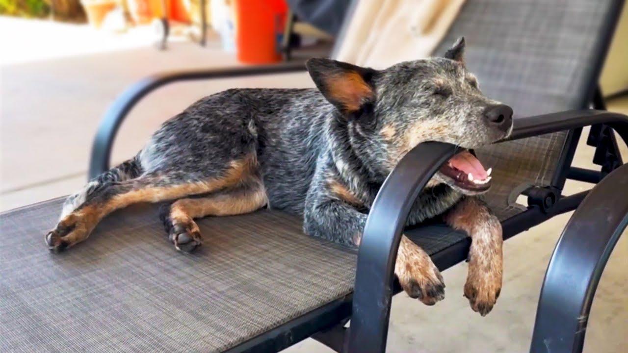 Embedded thumbnail for Les meilleures vidéos 2025 Épisode 73 Stern DuTube vidéos de chats drôles