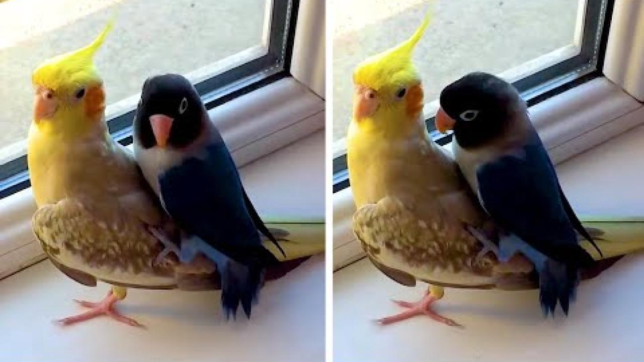 Embedded thumbnail for Best Videos Part 8 || ✪ Stern DuTube | Cute and Funny Dog Videos Compilation