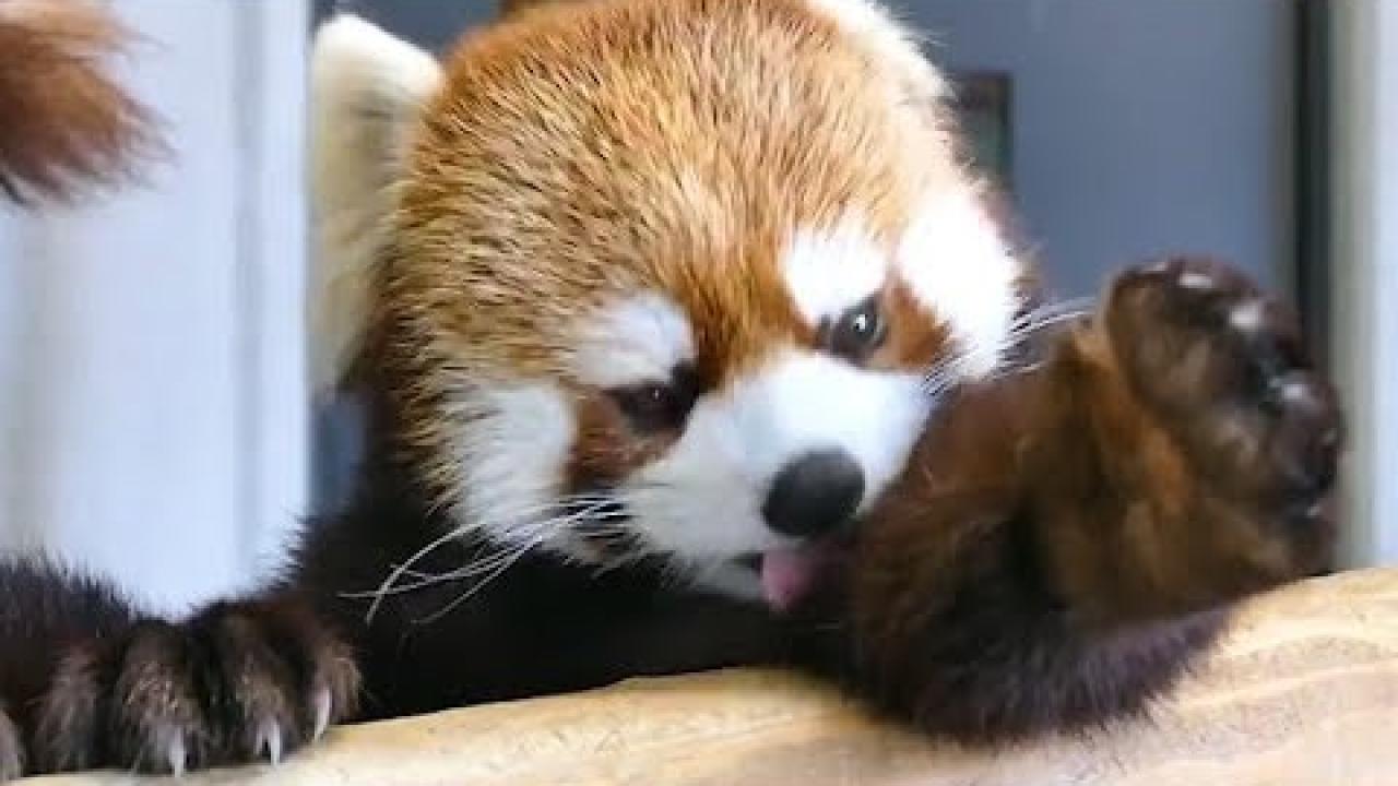 Embedded thumbnail for Süße und Lustige Tiervideos Teil 29 || Stern DuTube - Lustige Tiervideos für Tierliebhaber