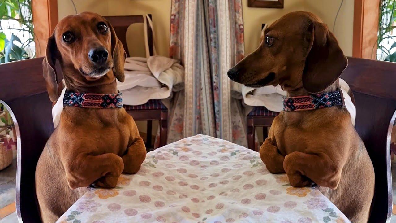 Embedded thumbnail for #43 Die besten Videos 2025 || ✪ Stern DuTube