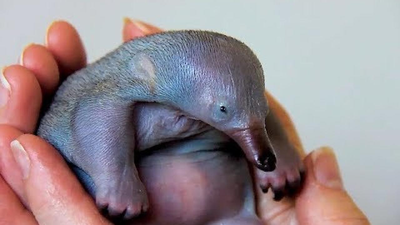 Embedded thumbnail for Top 50 Best Videos Compilation | Funniest Clips &amp; Pet Humor 2025