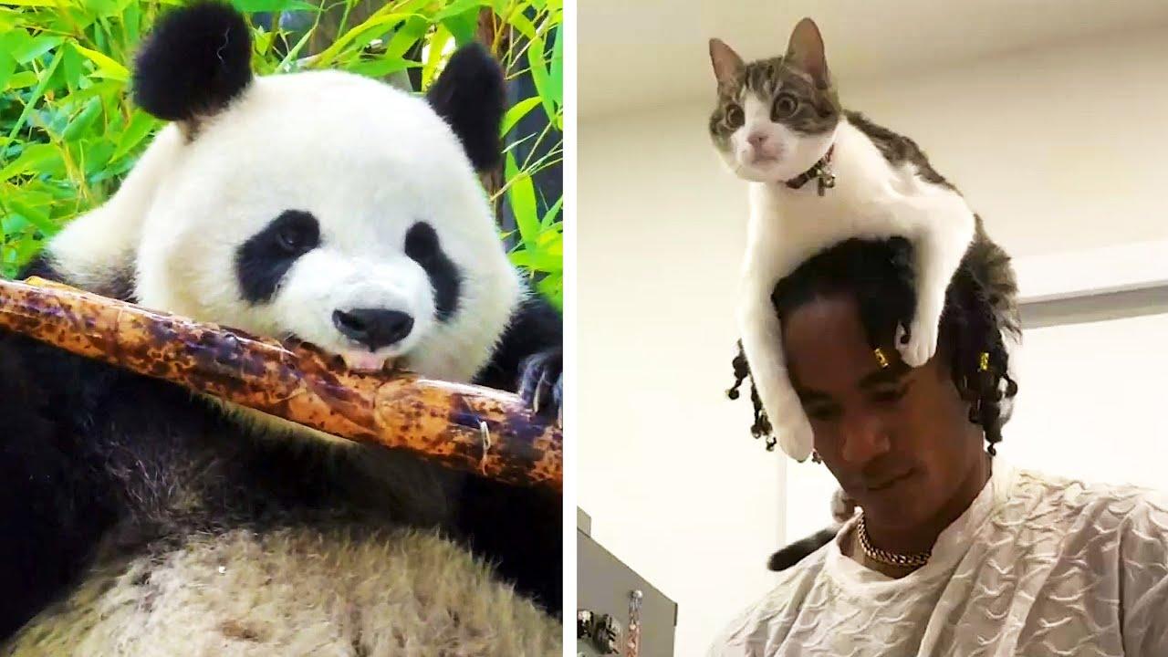 Embedded thumbnail for Die besten Videos 2024 Teil 10 || ✪ Stern DuTube mit entzückenden Haustier-Reaktionen