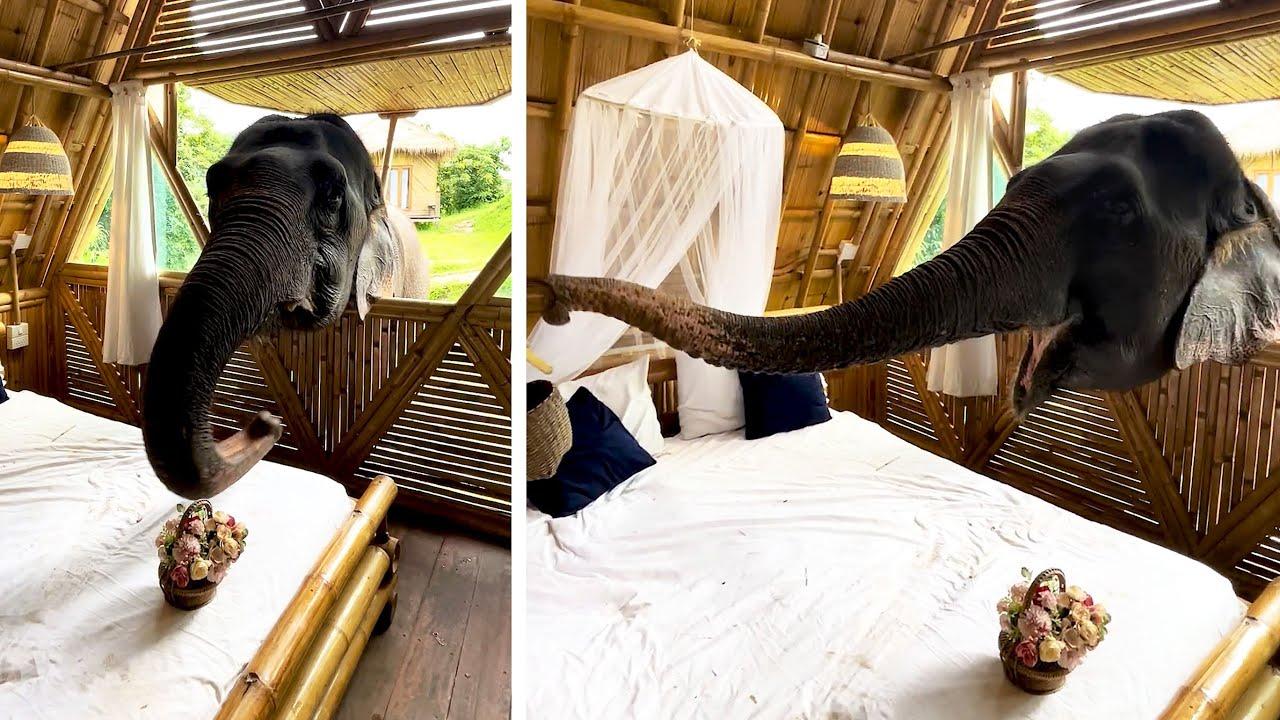 Embedded thumbnail for Die besten Videos 2023 Teil 101 mit Stern DuTube – lustige Zusammenstellung für unvergessliche Momente