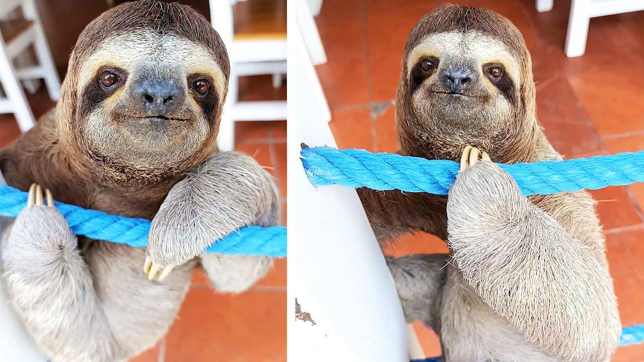 Embedded thumbnail for Die besten Videos 2024 Teil 34 || ✪ Stern DuTube - Haustier-Humor 2025