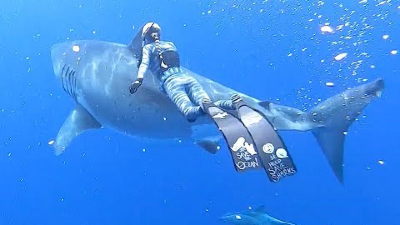 Embedded thumbnail for Top Videos Part 28 || Best of Stern DuTube with Fun Dog Videos at the End