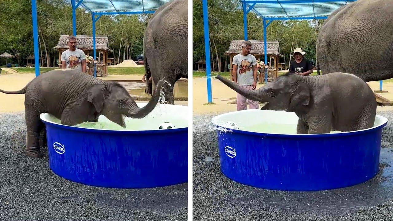 Embedded thumbnail for Die besten Videos 2024 Teil 62 || ✪ Stern DuTube - Seltene Momente zum Staunen