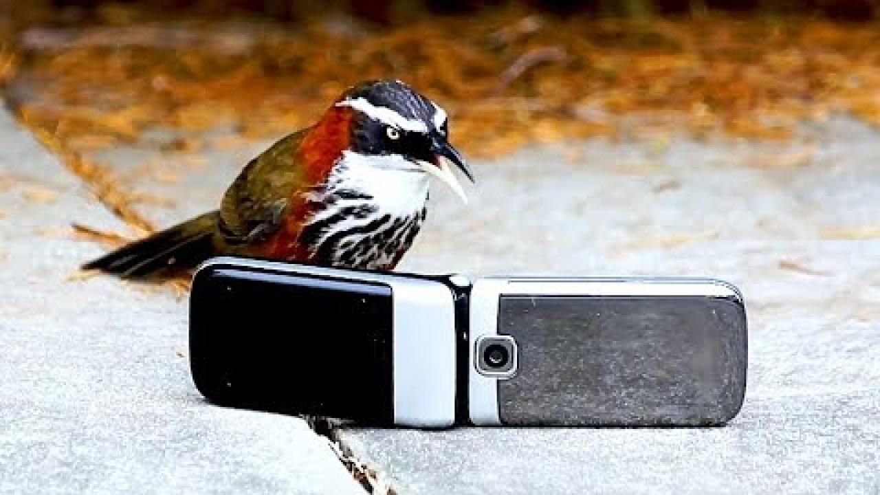 Embedded thumbnail for Top Videos Part 25 || ✪ Stern DuTube - Best Clips Compilation