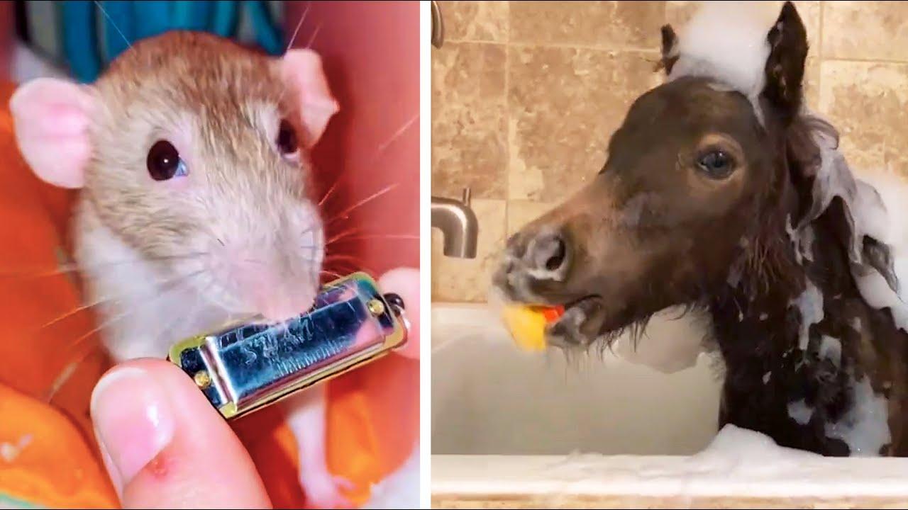 Embedded thumbnail for #39 Die besten Videos 2025 || ✪ Stern DuTube