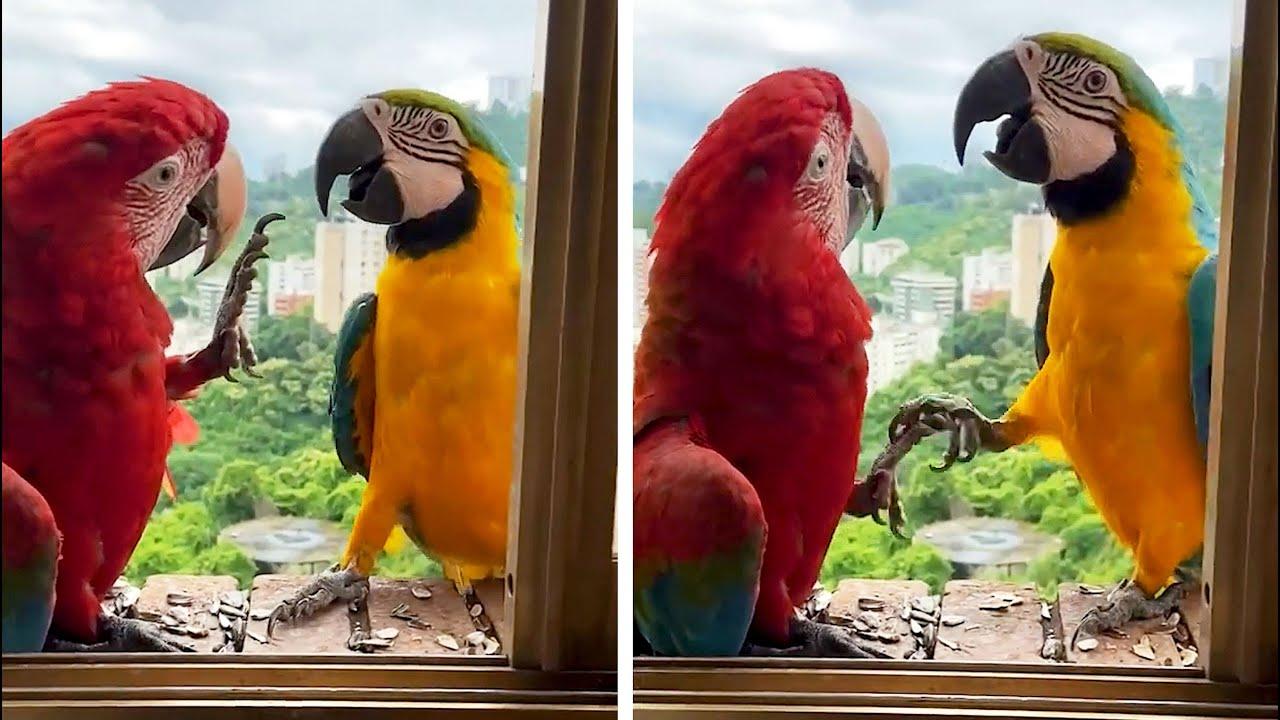 Embedded thumbnail for Die besten Videos 2025 || Stern DuTube lustige Zusammenstellung