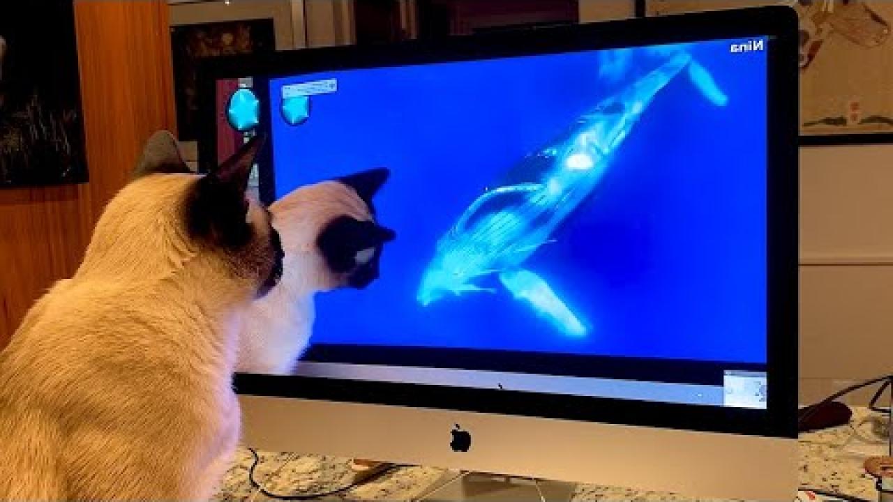 Embedded thumbnail for Top Videos Part 85 | Funny Animal Bloopers You Can't Miss on Stern DuTube