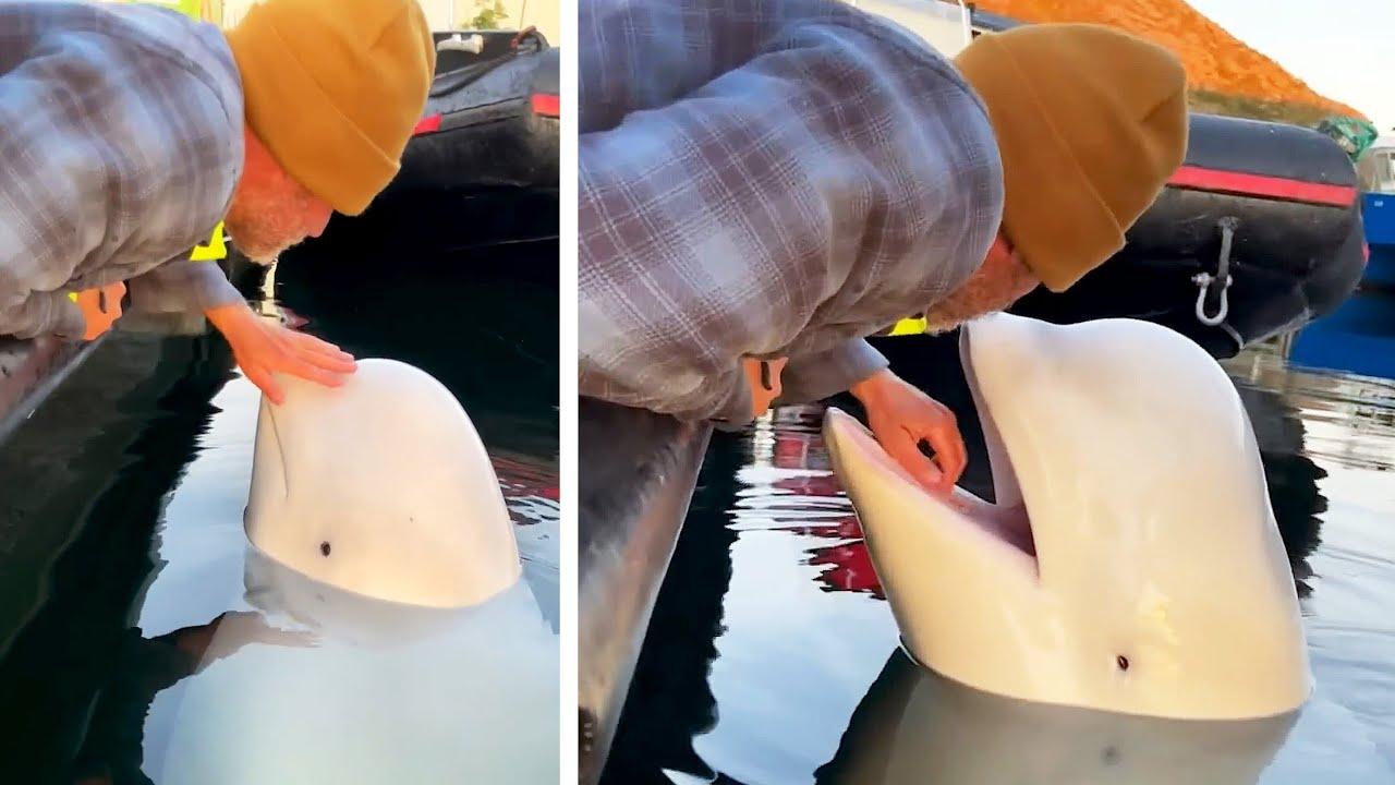 Embedded thumbnail for Die besten Videos 2024 auf Stern DuTube ✪ Ungewöhnliche Momente entdecken