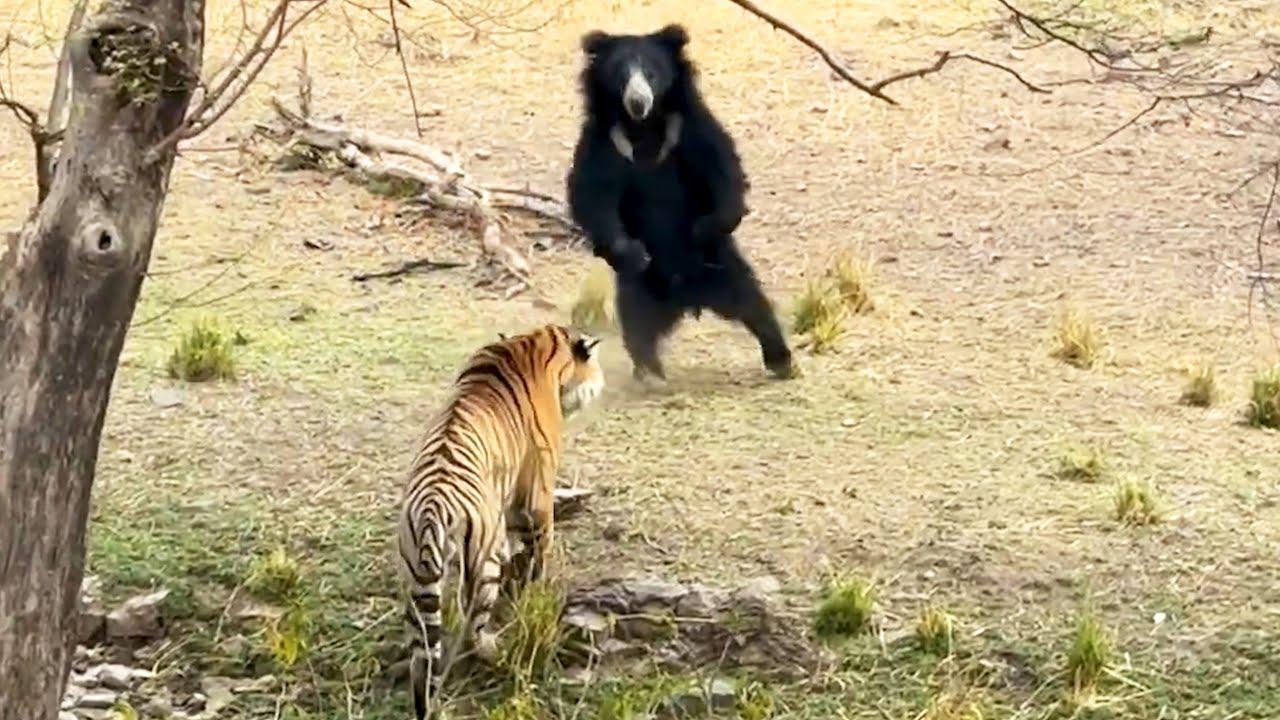 Embedded thumbnail for Die besten Videos 2025 auf Stern DuTube | Virale Videos für jeden Geschmack