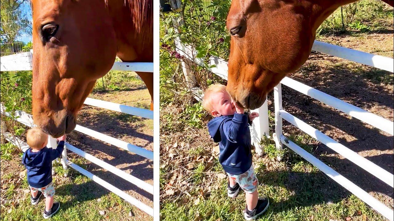 Embedded thumbnail for Die besten Videos 2023 Teil 113 mit Stern DuTube und lustigen Tierblunders erleben