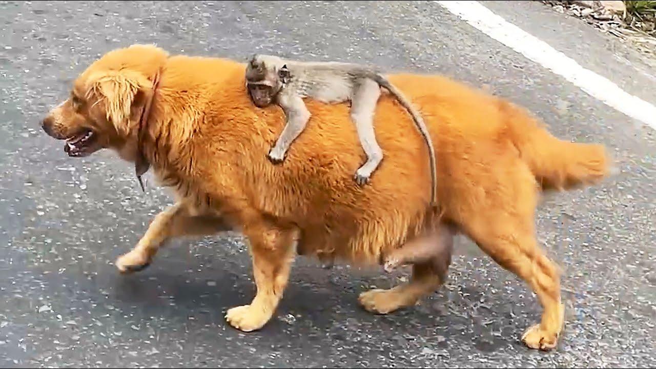 Embedded thumbnail for Die besten Videos 2025 || ✪ Stern DuTube - lustige Zusammenstellung