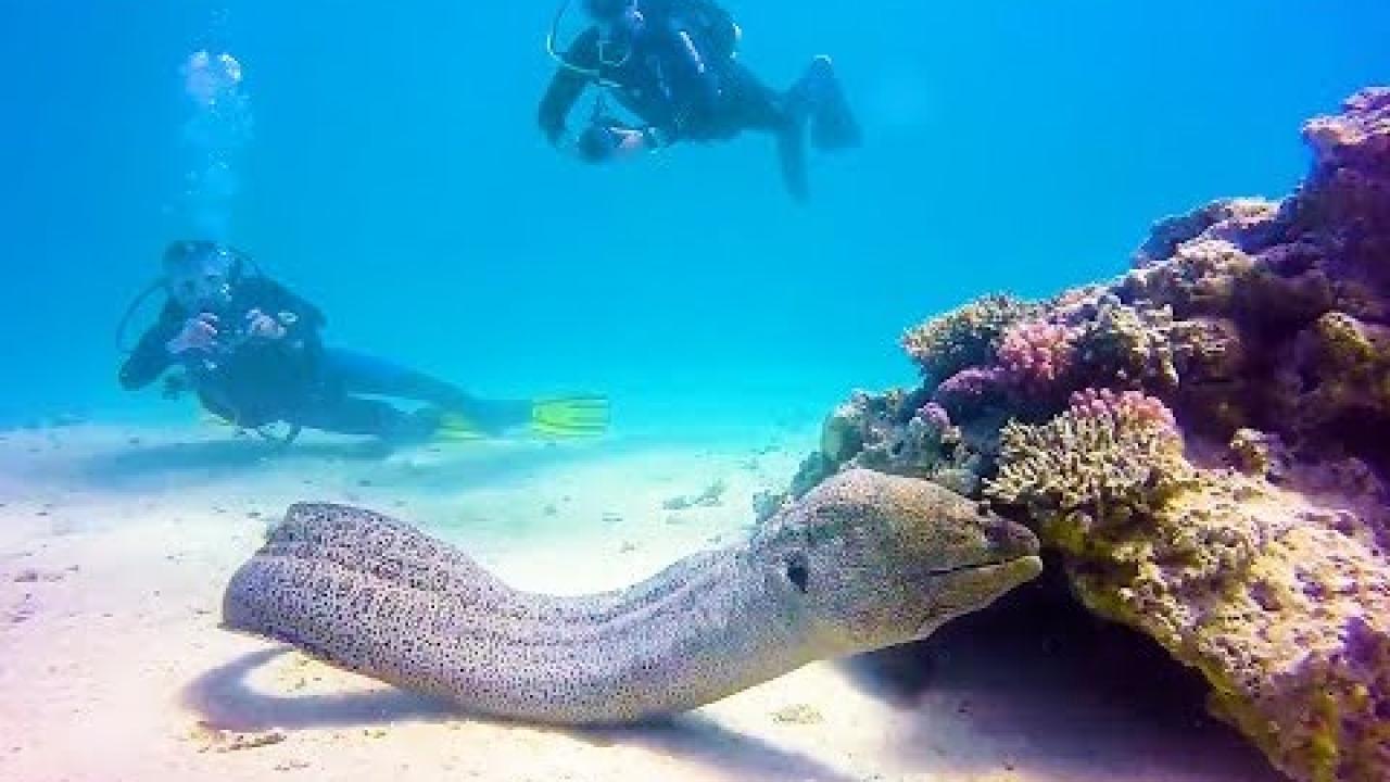 Embedded thumbnail for Best Videos Part 30 with Funny Animal Bloopers | Stern DuTube Top Picks