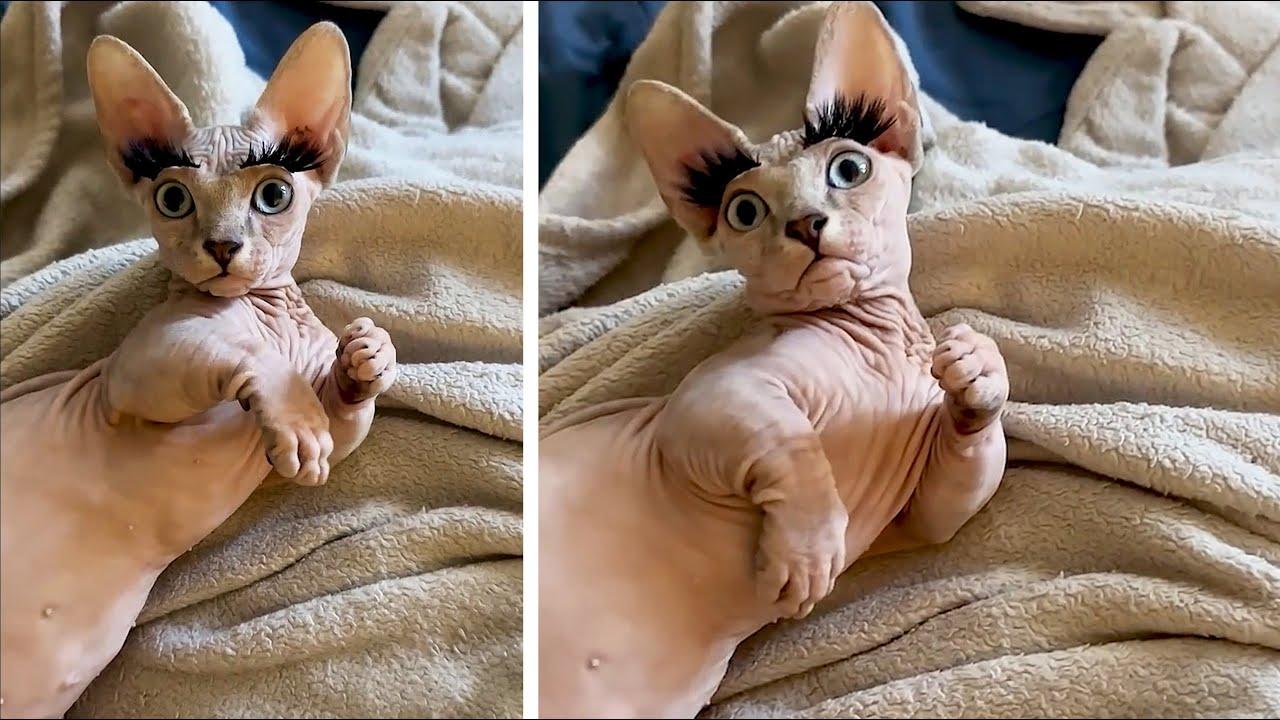 Embedded thumbnail for Die besten Videos 2025 von Stern DuTube - lustige Zusammenstellung