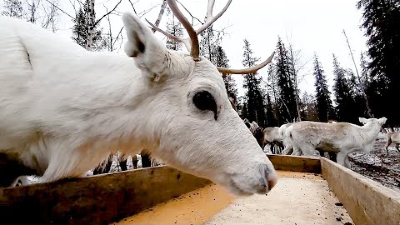 Embedded thumbnail for Best Videos Part 64 on Stern DuTube | Top Clips You Can't Miss