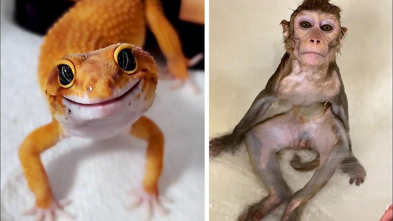 Embedded thumbnail for Top 10 Best Videos Part 109 | Stern DuTube Compilation with Hilarious Dog Fail Moments