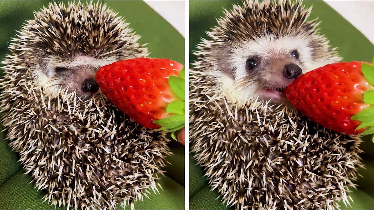 Embedded thumbnail for Die besten Videos 2024 Teil 6 | Lustige Katzenpannen Compilation auf Stern DuTube